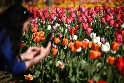 Тюльпанові поля в Україні: найкращі локації для ваших фото