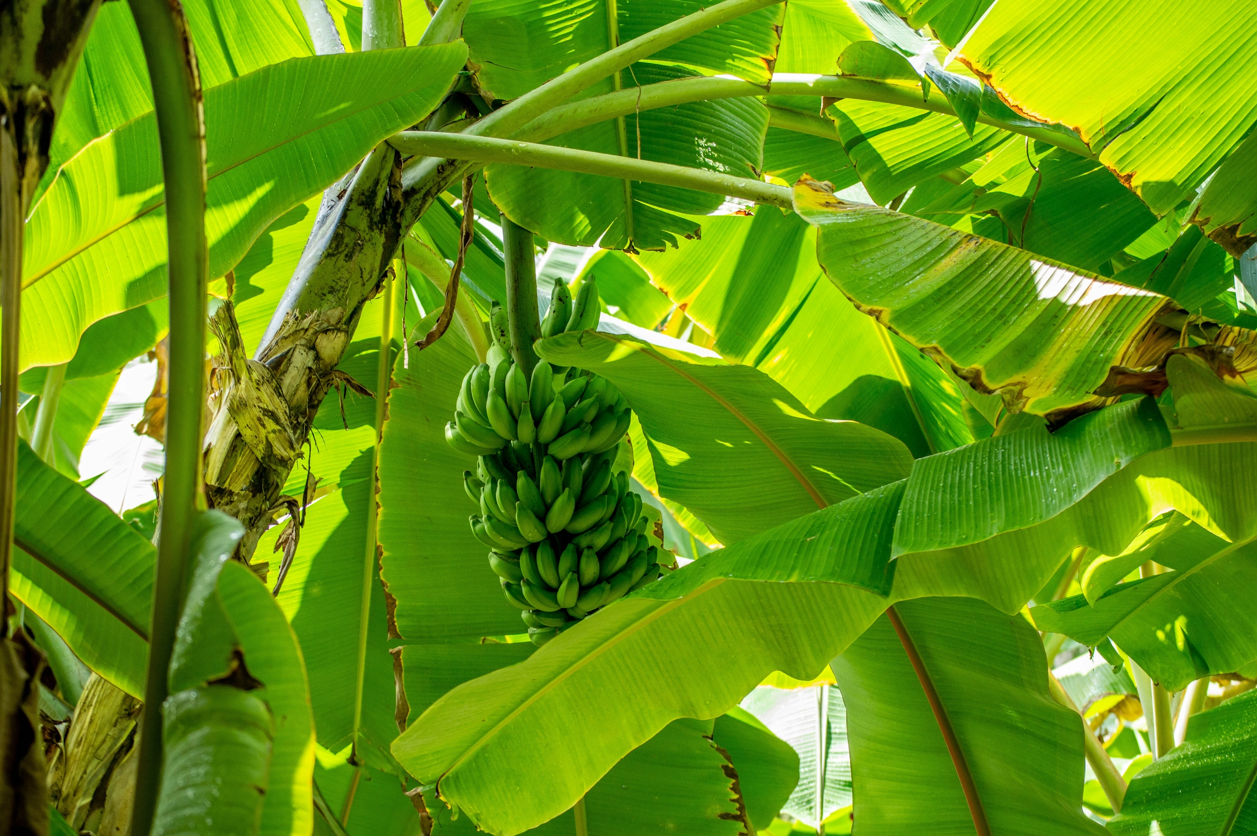 Ukrainian Bananas – a Story of Survival