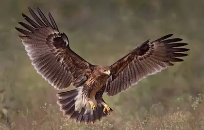 War in Ukraine Endangers Migrating Eagles Already At Risk of Extinction
