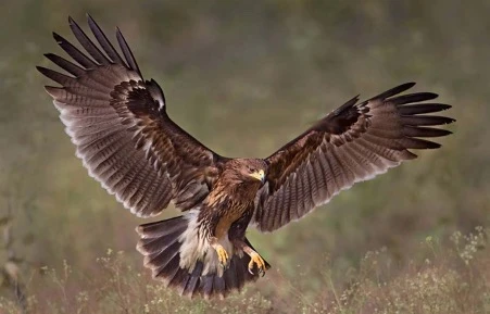 War in Ukraine Endangers Migrating Eagles Already At Risk of Extinction