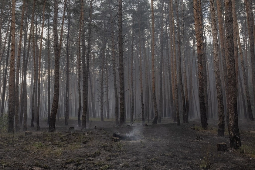 Russia Uses Foliage as Cover to Probe Ukrainian Lines: New Twist in Battlefield Tactics