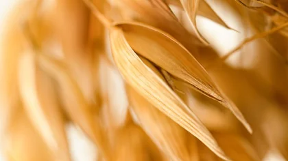 The EU Triggers Emergency Brake on Oats Imports from Ukraine