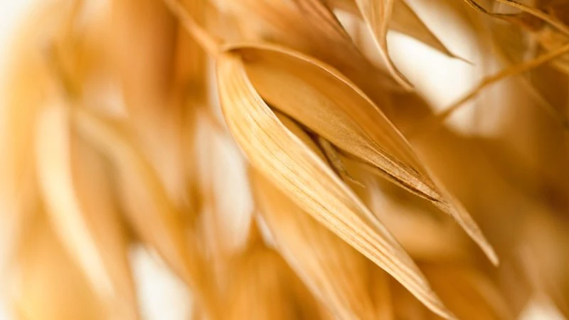 The EU Triggers Emergency Brake on Oats Imports from Ukraine