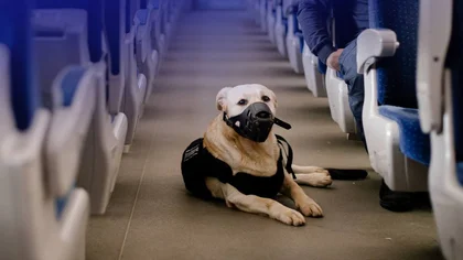 Ukraine’s Rail Operator to Potentially Ease Restrictions on Dog Travels