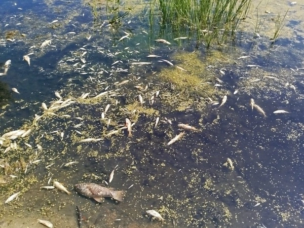 У річці Десна в межах Чернігова різко погіршилася якість води