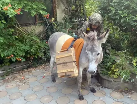 Russia’s Army Runs on Donkeys - Literally – Kremlin Says It’s ‘Normal’