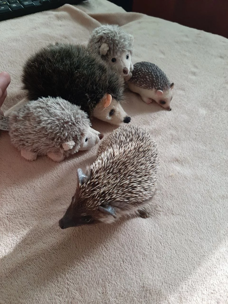 Javelin among toy hedgehogs / Photo: village.com.ua