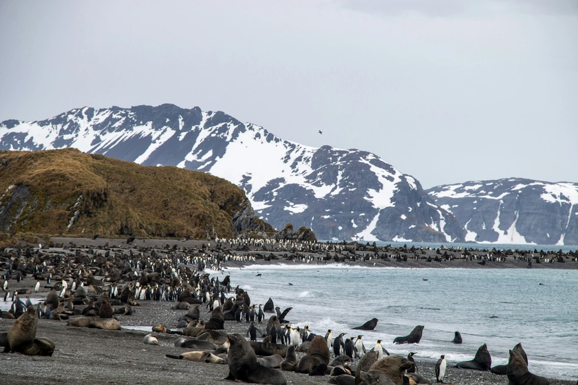 Trump Slaps Tariffs on Australia’s Remote Penguin-Filled Islands