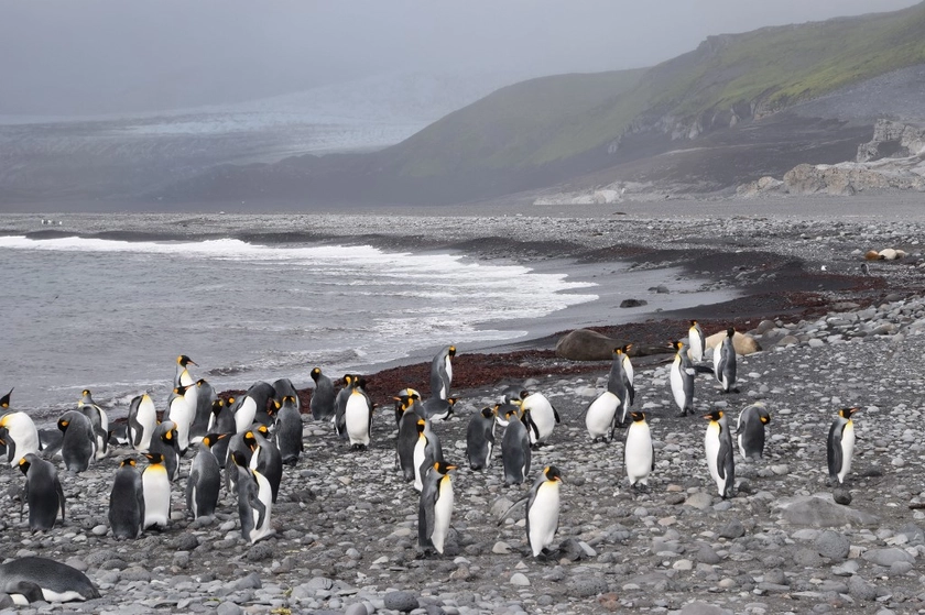 Trump Imposes Tariffs on Penguins to Prevent Loopholes, US Official Says