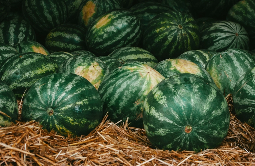 Kherson Farmers’ Third Watermelon Harvest Since Liberation Underneath Russia’s Drone Terror