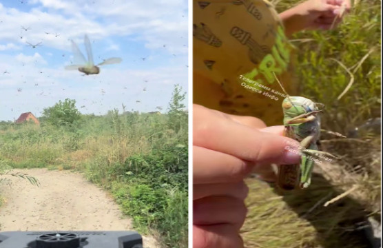 Locusts Swarm Southern Ukraine – Insects Invade Both Moscow – and Kyiv-controlled territory