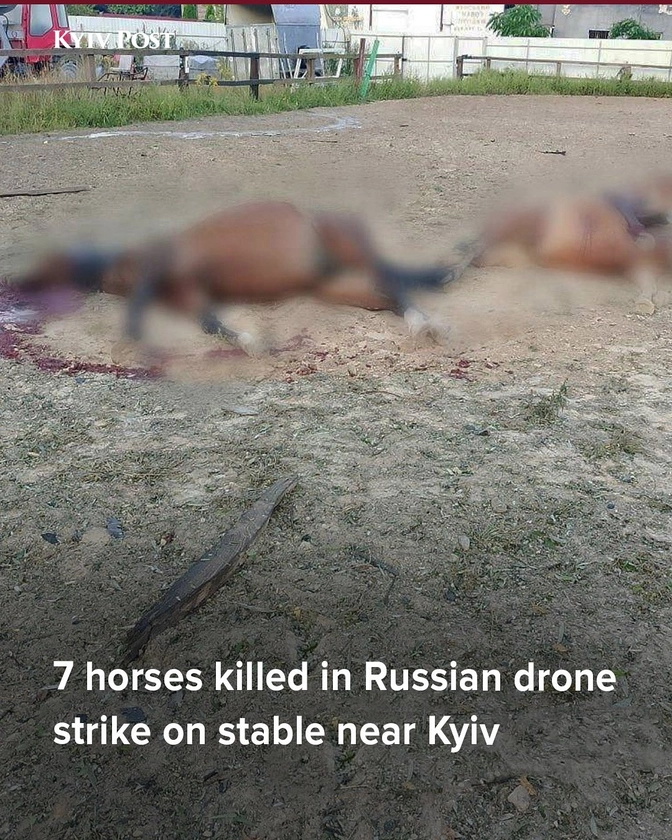 ‘Apparently, This Is Also a Military Target’: Russian Drone Strike Kills 7 Horses at Equestrian Club Near Kyiv
