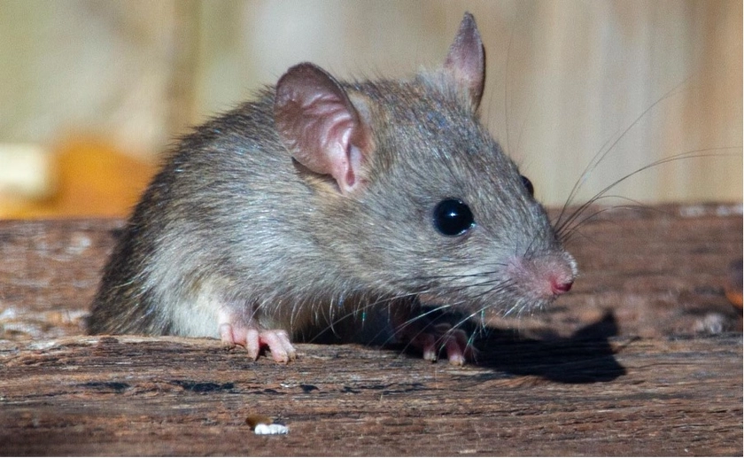 Putin’s ‘Tik Tok Troops’ Struck Down With ‘Mouse Fever’