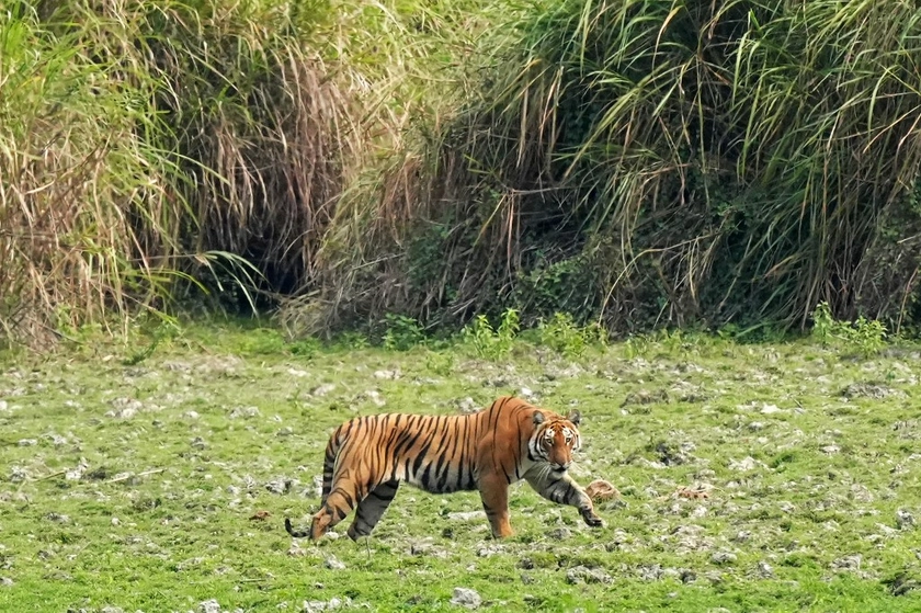 Russian Air Force Bombs Kharkiv Zoo, Wounding Lion and Breaching Tiger Enclosure