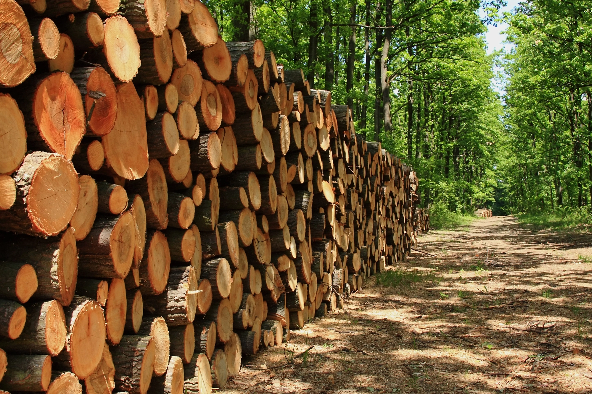 У Росії через санкції впали обсяги продажу деревини — розвідка