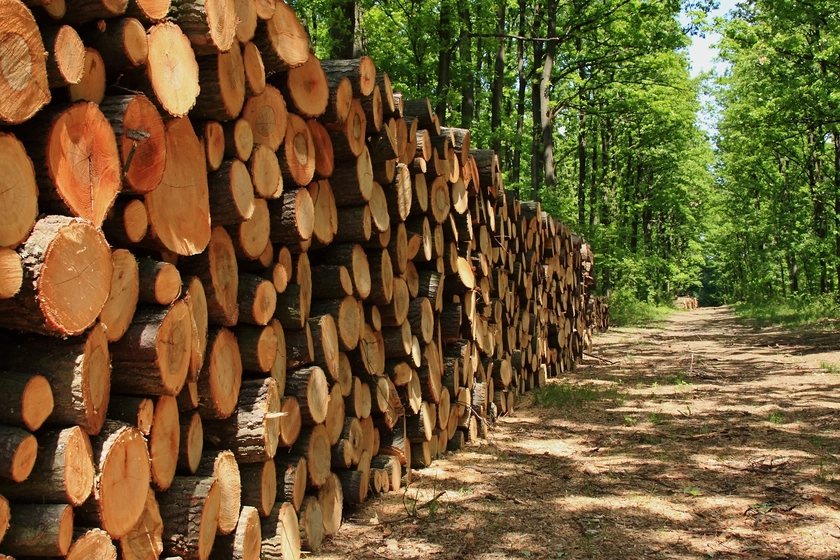 У Росії через санкції впали обсяги продажу деревини — розвідка