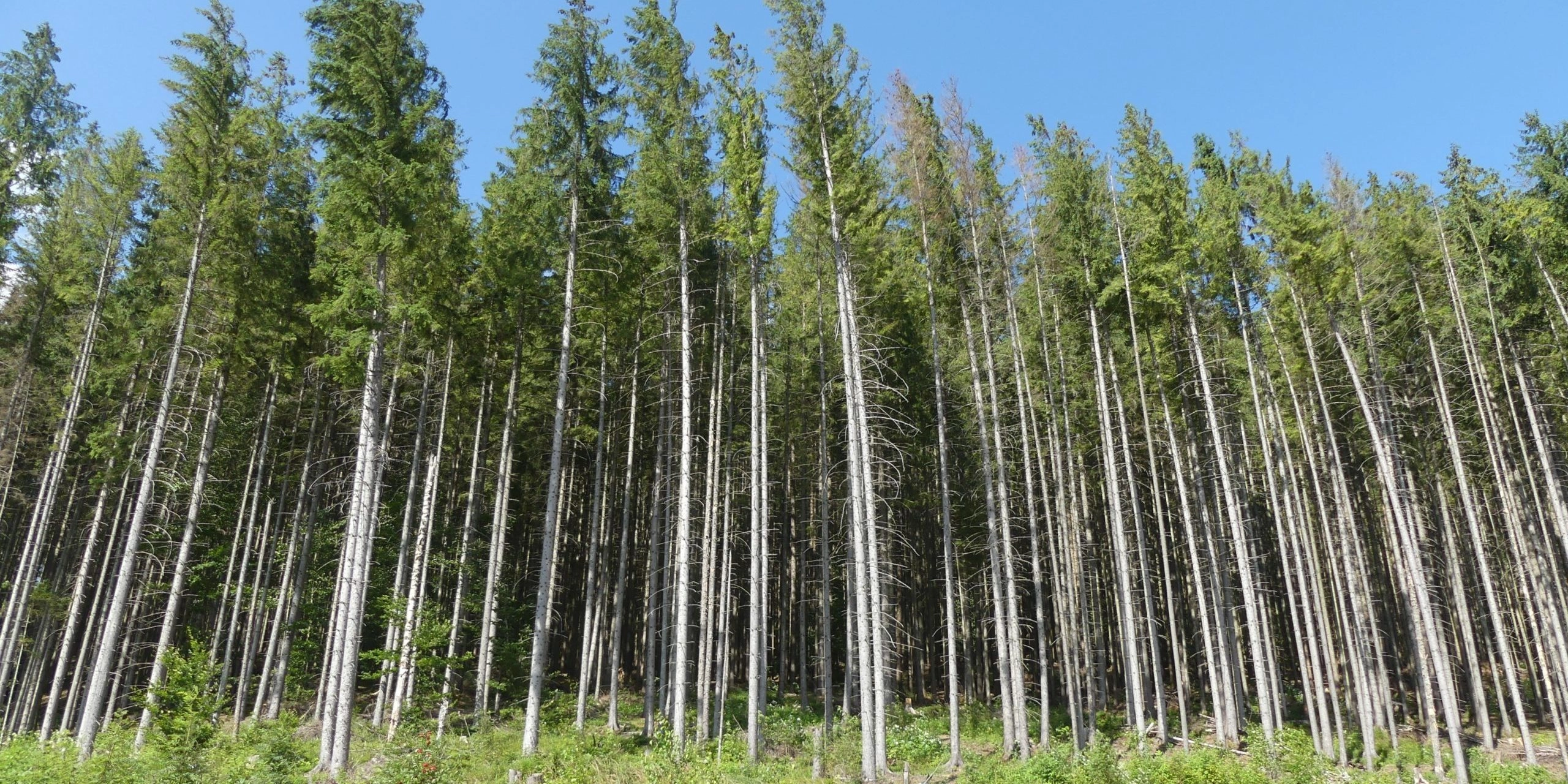 Forests on the Front Line