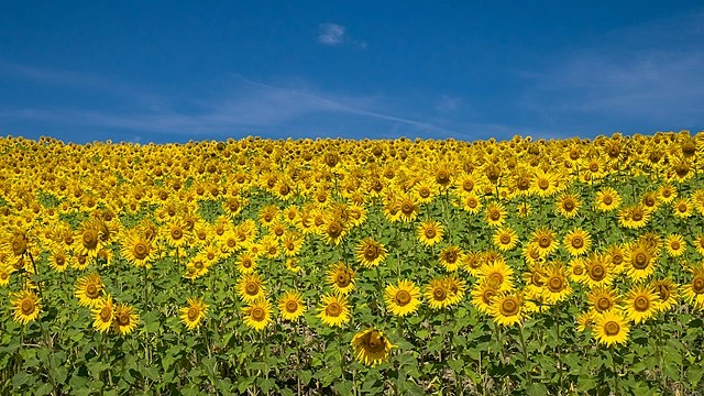 Kernel Buys Back Enselco From Its Majority Shareholder for $348M