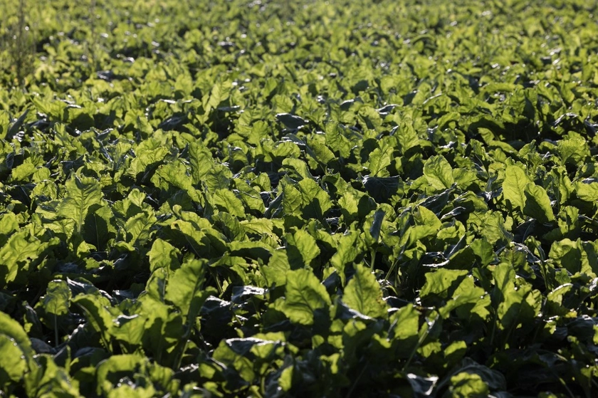 Ukraineās Sugar Production Drops 26% Amid EU Trade Restrictions