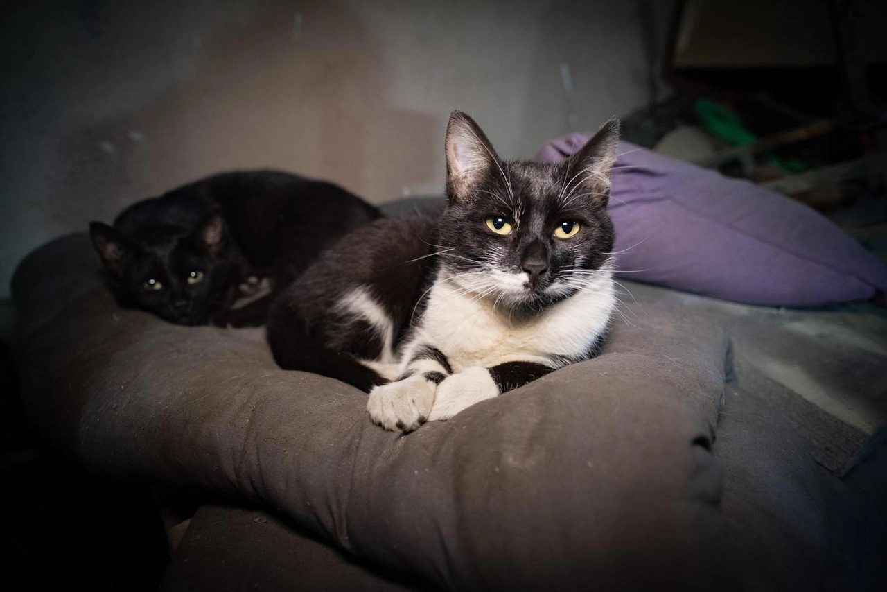 Роботів, що змінюють ситуацію на передовій , створюють  поблизу Харкова, фото-9