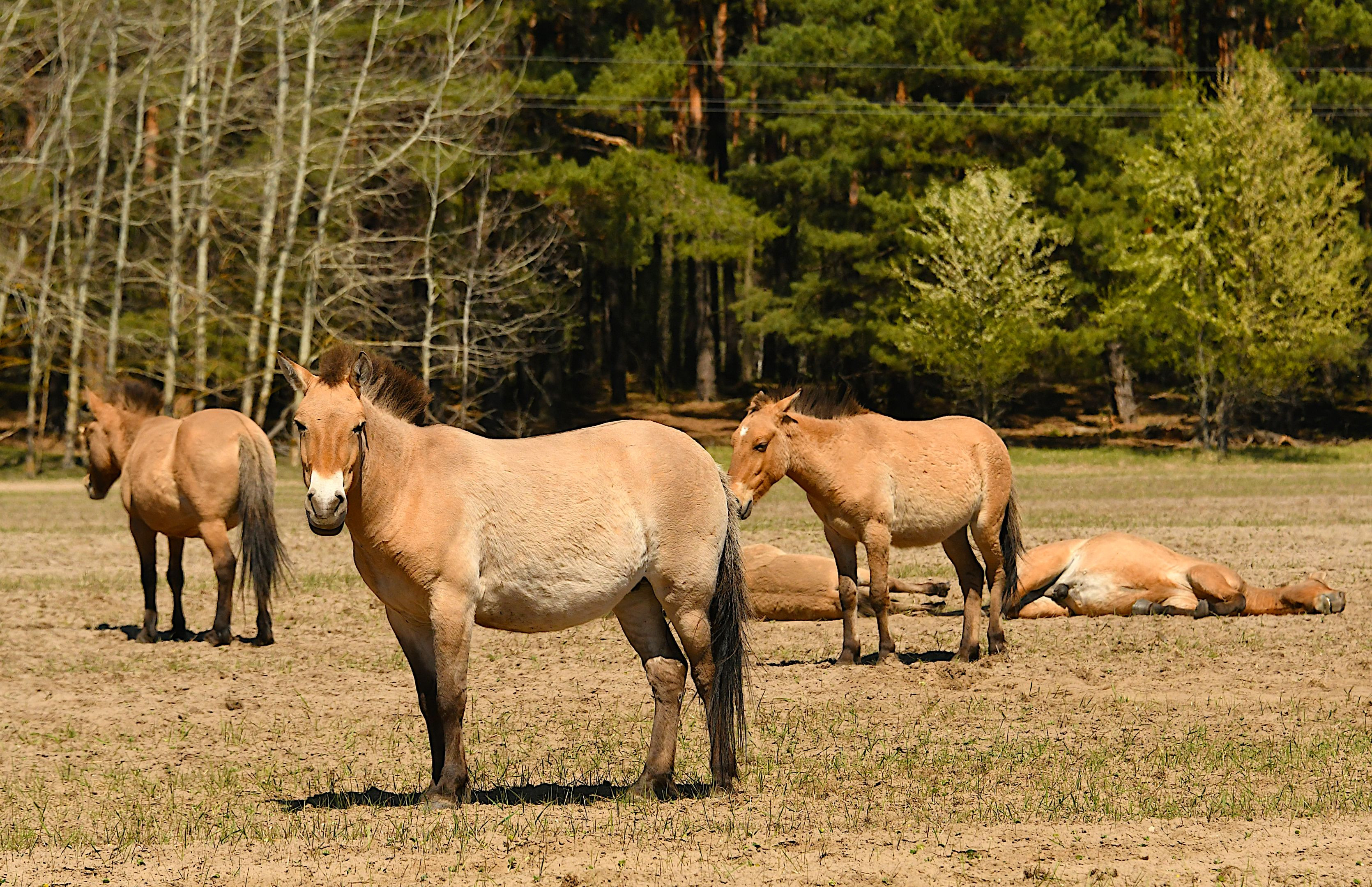 Chornobyl Wildlife, Nature is Mostly Thriving 40 Years Post-Accident